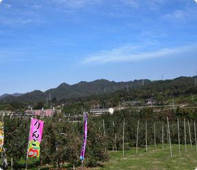 りんご園でのりんご狩りは最高